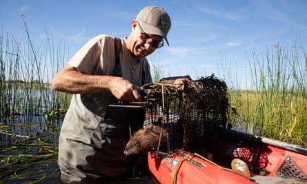 Greg Gerstenberg sets free a muskrat from a nutria trap in the Grassland ecological area, Merced County, California.