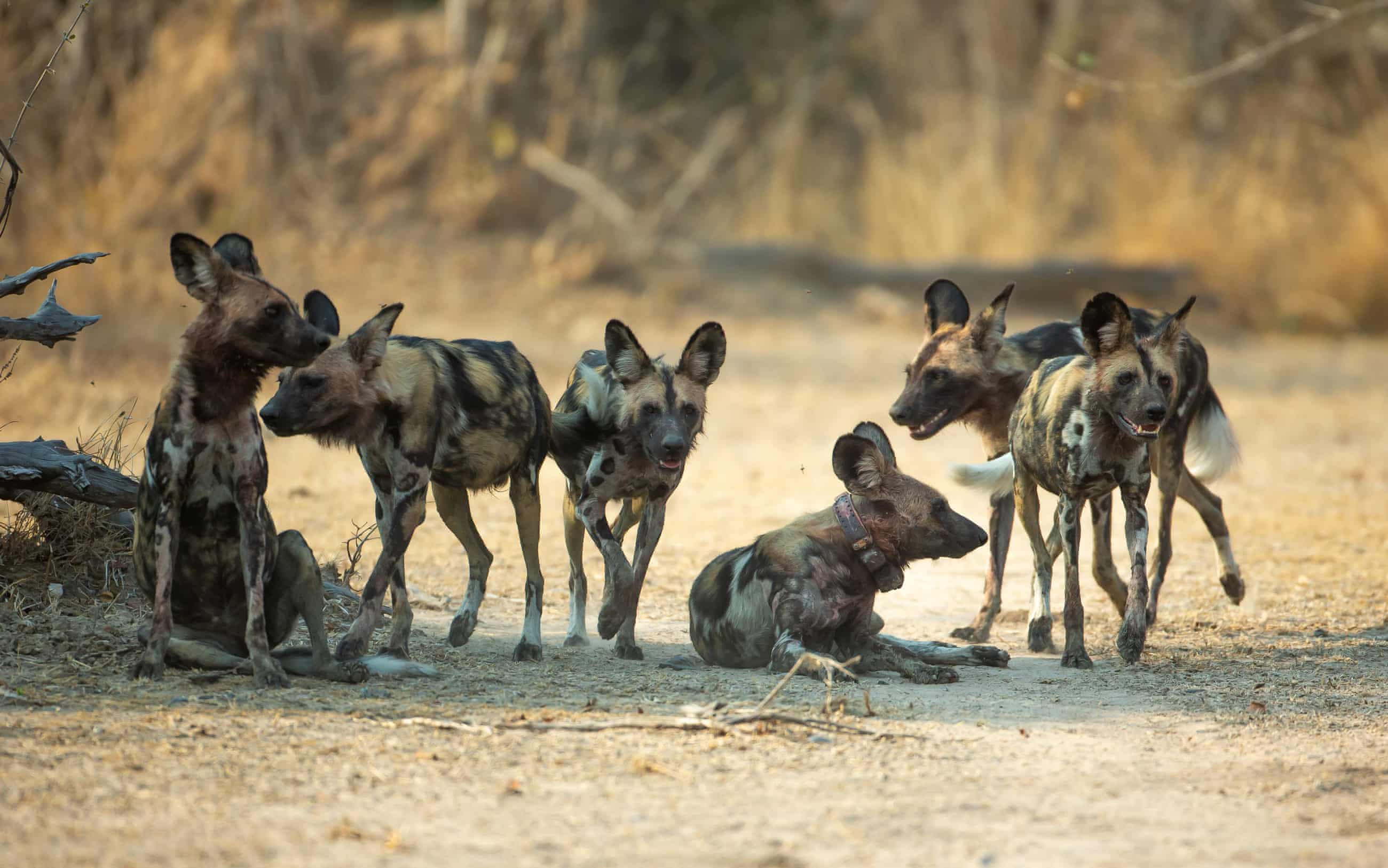 Only 6,600 wild dogs remain