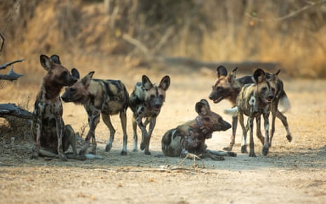 Six African wild dogs â also known as painted dogs for their blotches of yellow and black fur â rest in shade on the savannah. One wears a thick collar