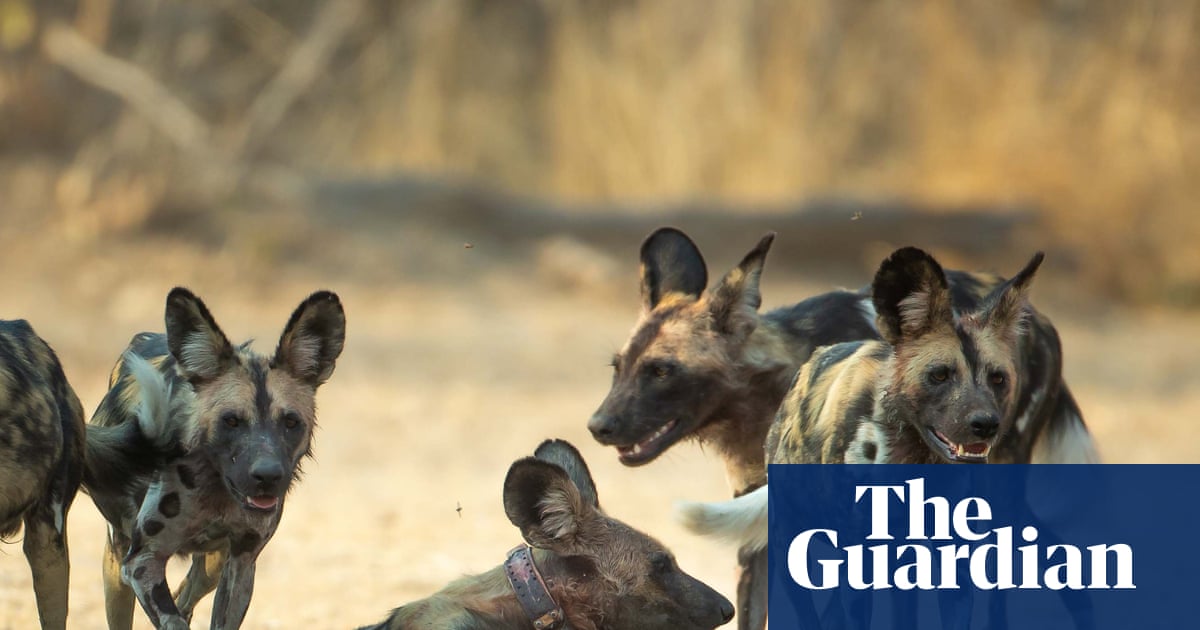 ‘Like a Disney movie’: Three wild dog brothers make Africa’s longest journey