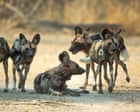 ‘Like a Disney movie’: Three wild dog brothers make Africa’s longest journey