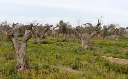 Olive trees infected by the bacteria near Lecce in Puglia, Italy.