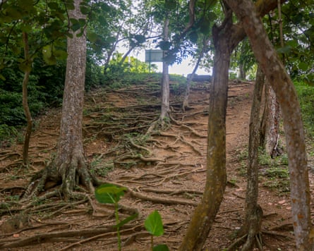 Thick tree roots above the surface in a forest