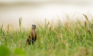 Pasir Ris Park, Singapore ‘A white-headed munia spotted in the tall grass.’