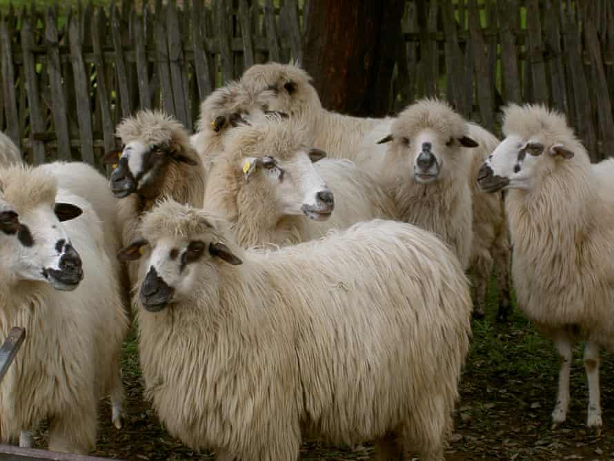 Churra lebrijana, one of Spain's indigenous sheep varieties