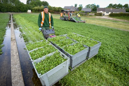 Man with containers of the salad ingredient