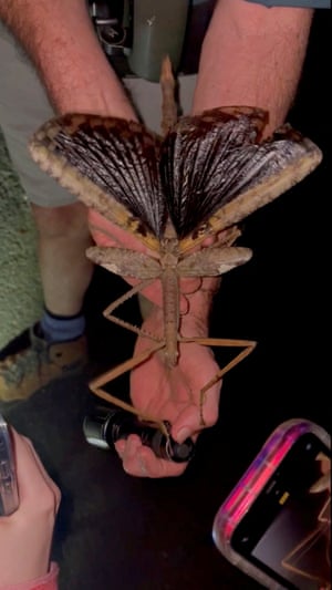 A person holds an enormous stick insect with broad black wings in an outstretched hand; its nose is in their palm and its tail almost reaches to their elbow