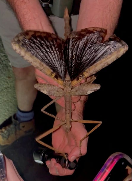 Acrophylla alta held on a man’s arm