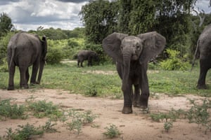 Elefantes no parque nacional de Chobe, no deserto de Kalahari, em Kasane, Botswana, em 24 de dezembro. Chobe é o terceiro maior parque nacional do país, lar de animais como leões, leopardos, gazelas e girafas