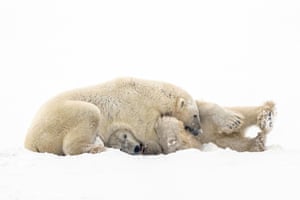 Polar bears play-fight