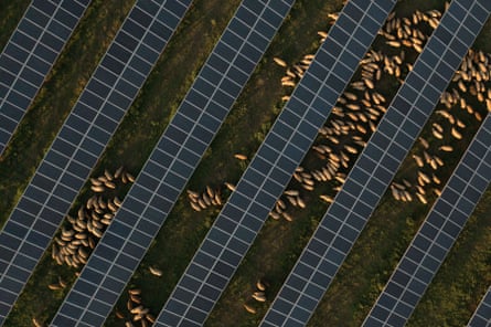 An aerial view of sheep grazing by Enery’s solar panel field in Pantazi