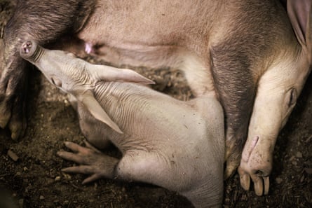 Womble and Oni snuggle up, with mother Oni lying on her side and the calf on its stomach.