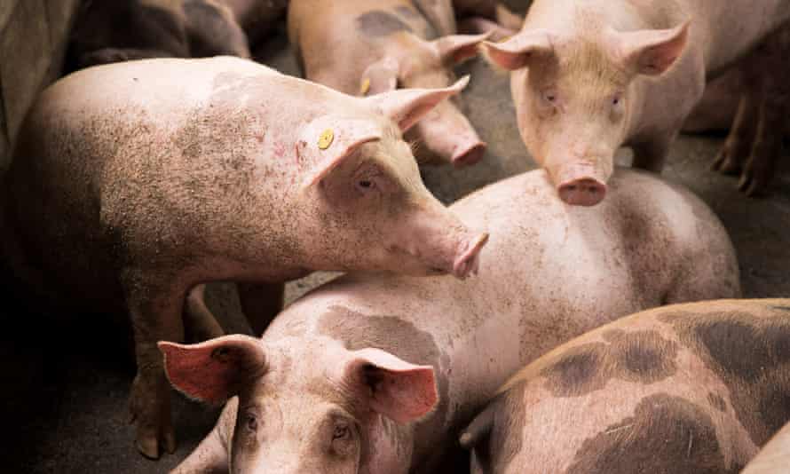 Pigs in the corral of a farm in Cevicos, Dominican Republic,