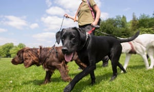 Job Vacancies Battersea Dogs Cats Home