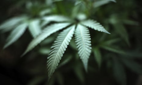 Marijuana grows at an indoor cannabis farm