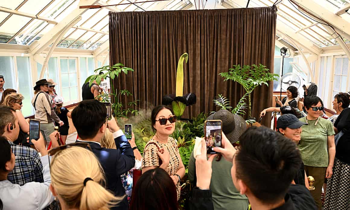A crowd looks at and take pictures of the corpse flower