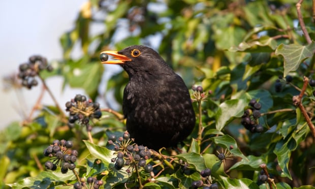 ‘The sweetest high and overlaying sound’ of a blackbird from McAuliffe’s poem of the same name.