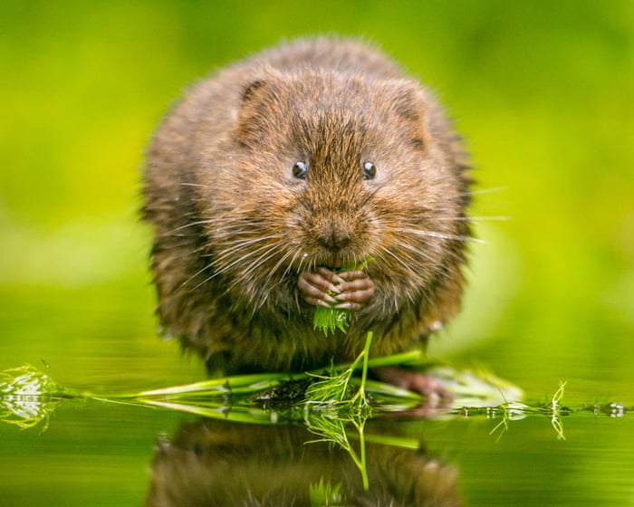 Fears for England riverbank habitats amid relaxed post-Brexit rules