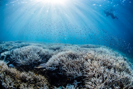 Some Great Barrier Reef guides are suffering ‘ecological grief’ this year, says marine biologist Fiona Merida, as the natural wonder experiences its fifth mass bleaching event in eight years.