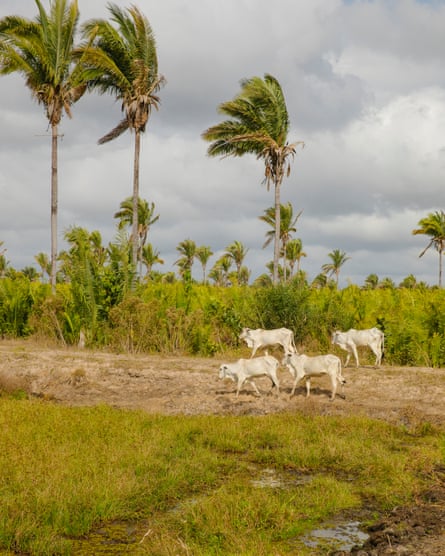 Cattle graze on pasture with a few babaçu palms evidentt.