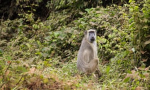 Baboons still live in the valley. One farm at least employs a boy with a catapult to try to keep them out of the crops.