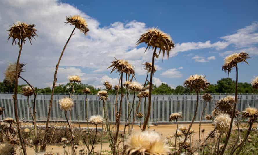 Uma cerca alta de metal vista através de algumas flores silvestres secas