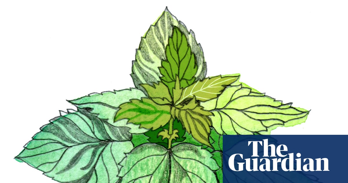 Why do stinging nettles sting and how big are shooting stars? The kids’ quiz