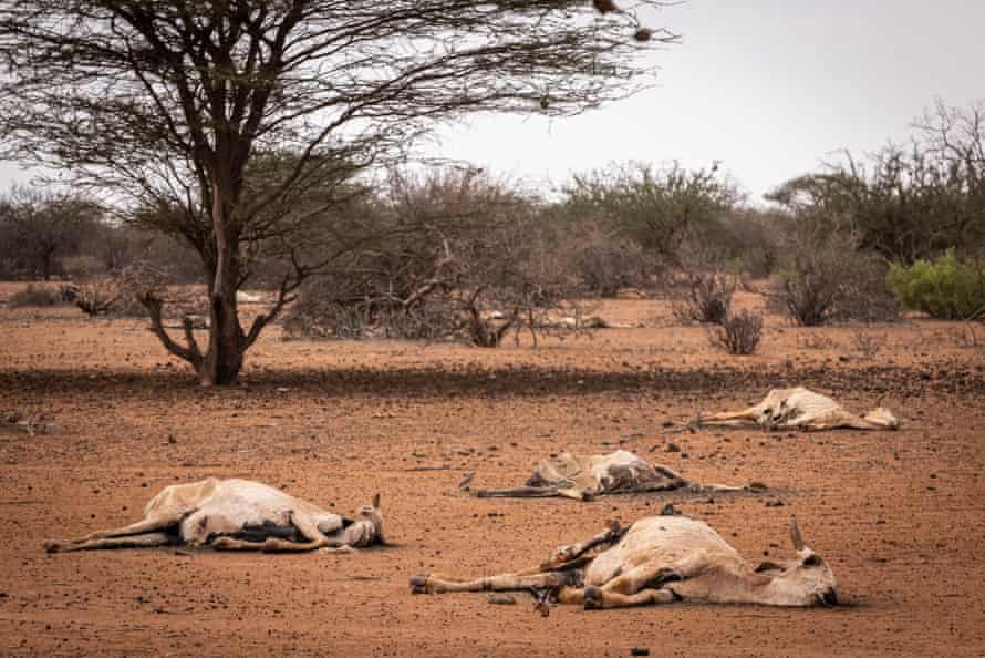 Dead cows scattered in a bushy desert
