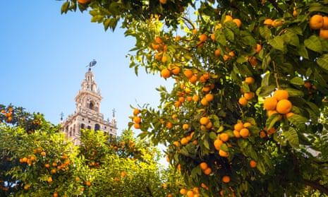 The cathedral bell tower in Seville, with orange trees in foreground