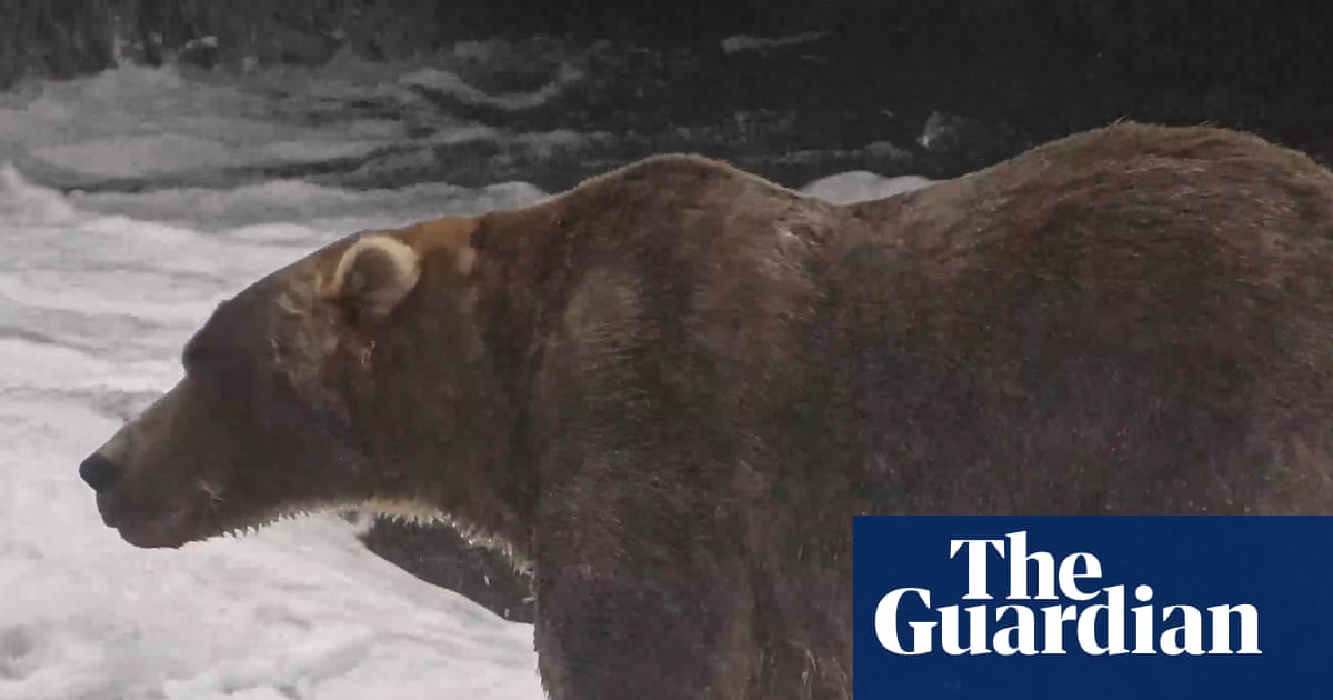 Backpack is Fat Bear Week's 2026 winner – video