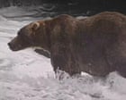 Backpack is Fat Bear Week's 2026 winner – video