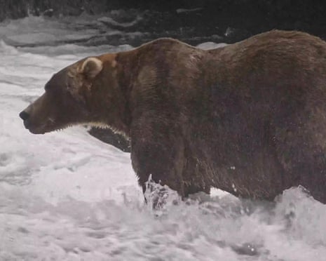 Backpack, the winner of the annual Fat Bear Week event