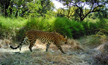A spotted leopard in Cambodia. Only 44-132 leopards are believed to survive in the country.