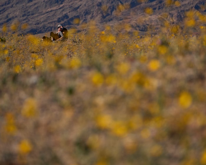 Death Valley bursts into superbloom for first time in a decade