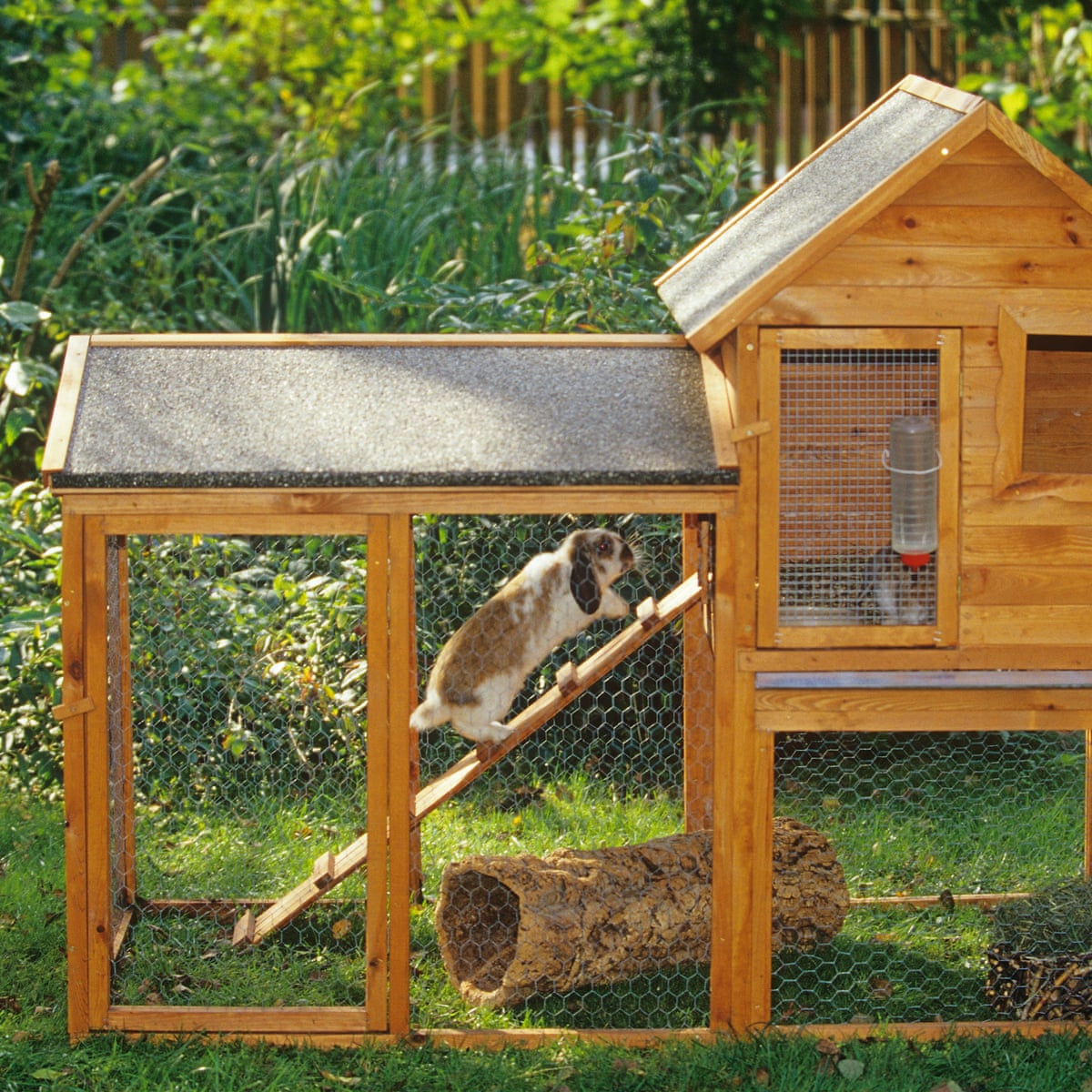 Featured image of post Hutch App Rabbit - Give your guinea pig or bunny hutches and enclosures that are safe, roomy and comfortable.