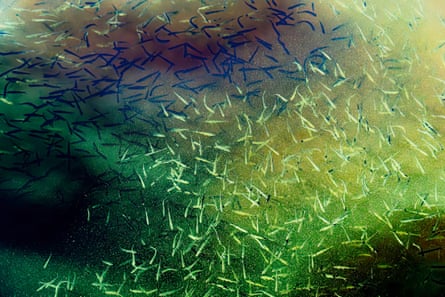 Hundreds of small slim fish swim in greenish water.