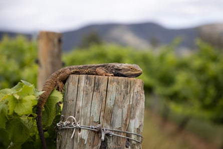 Lizard on top of a post