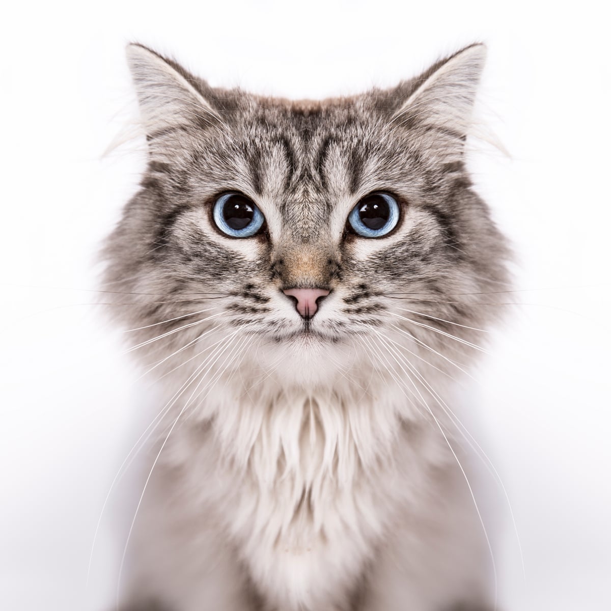 When The Cat Goes Missing I Have An Awful Sense Of Fear Family