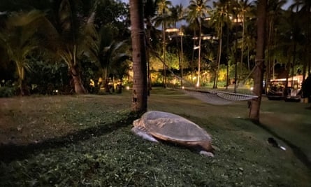 Green turtles near the Banyan Tree resort