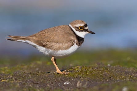 A little ringed plover