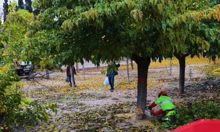 A man in a helmet and worker’s suit cuts the base of a leafy tree with a chainsaw as two men with plastic bags watch