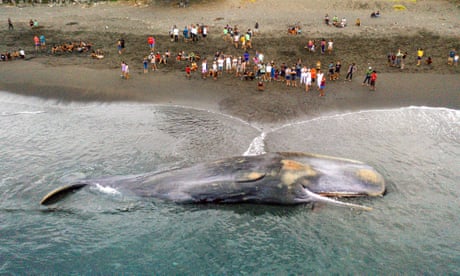 Aerial picture shows villagers looking at a dead sperm whale in shallow water.
