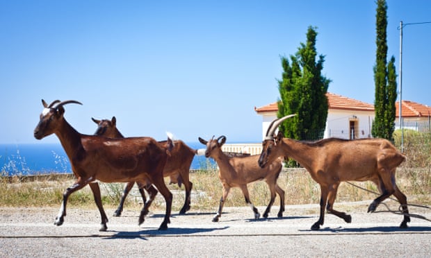 A herd of goats crossing the road in Alonissos