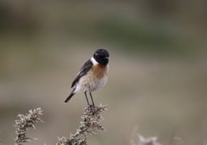 Campaign for National Parks photography competition 2021, young photographer of the year: Stonechat in New Forest national park by Fletcher Foot, aged 14