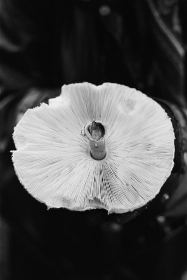 An upturned mushroom floating in water