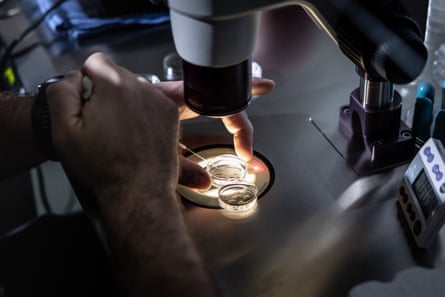 hands handling petri dishes under a microscope