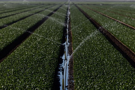 a photo of rows of greens with a strip of water in the middle