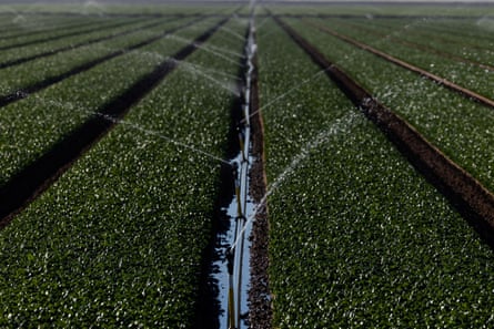 A field of spinach is irrigated with Colorado River water in Imperial Valley, California, the single largest recipient of water.