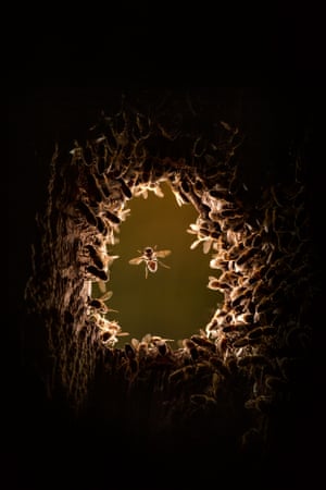 Honeybees begin colonising a black woodpecker nest cavity.