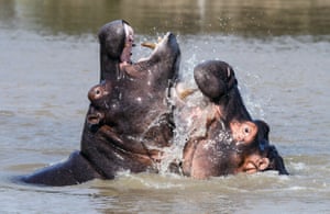 Hippos splash around in the St Lucia Estuary, South Africa